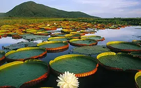 Immagine di Manaus