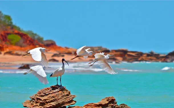 Immagine di Broome