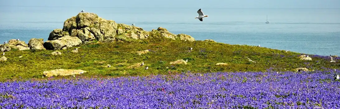 Skomer