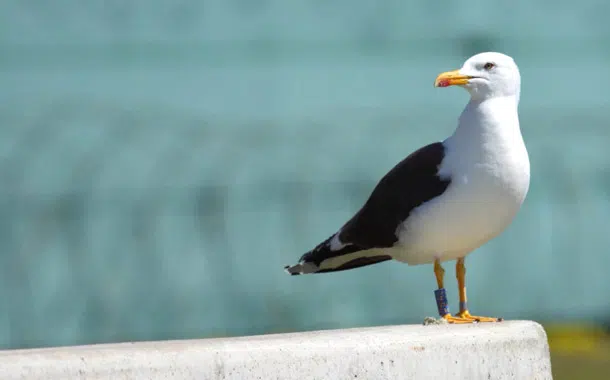 Immagine di Zeebrugge