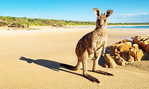 Immagine di Australia